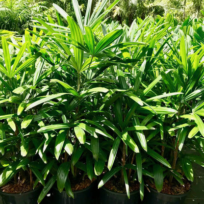 Rhapis Flower seeds for Planting Premium Quality Heirloom & GMO Free Seeds for Home Garden