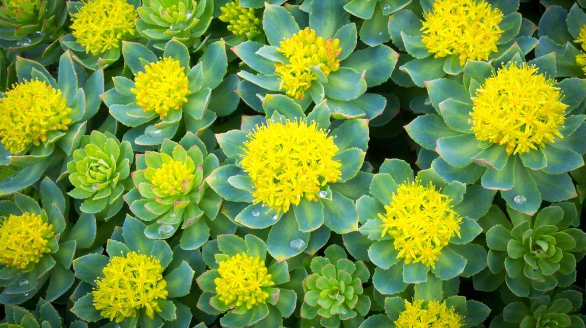 Rhodiola Rosea Flower seeds for Planting Easy to Grow Heirloom & GMO Free Seeds for Home Garden