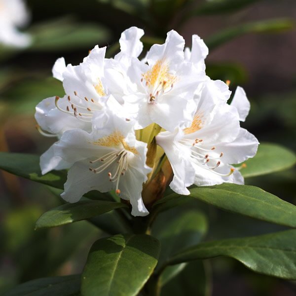 Heirloom Rhododendron Flower seeds for Planting Cottage Garden Essential Heirloom & GMO Free Seeds for Home Garden