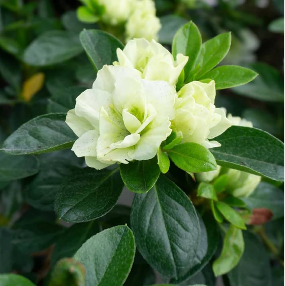 Rhododendron Azalea Seeds for Planting