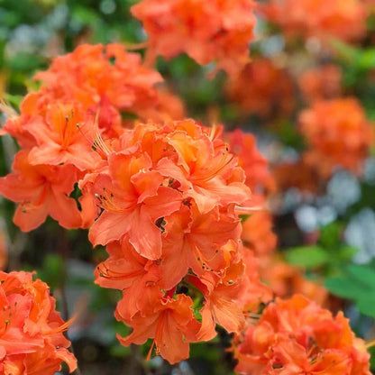 Rhododendron orange flowers planted in garden borders