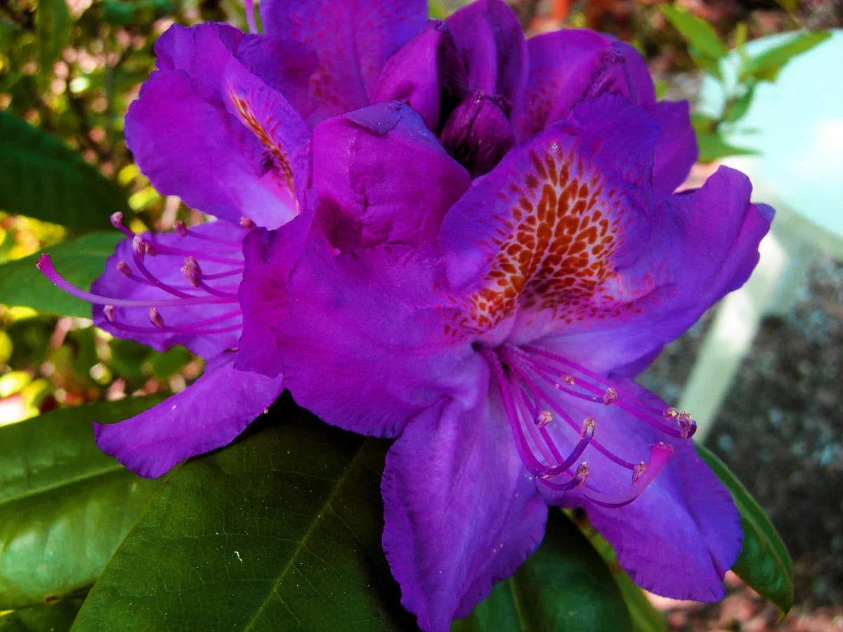 Violet Rhododendron shrubs in a garden