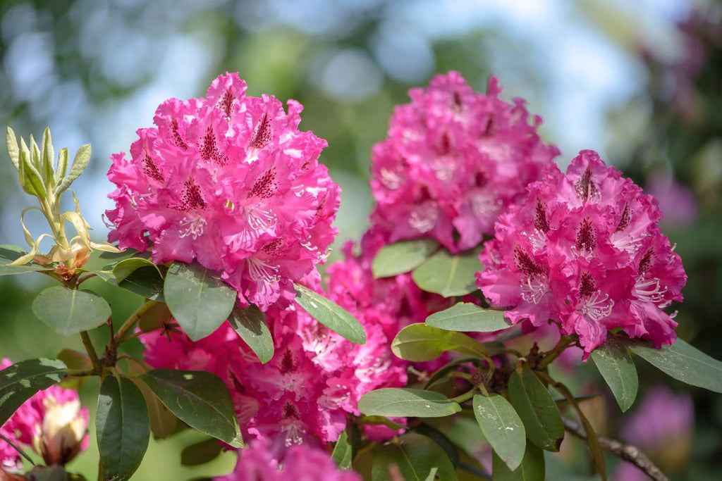 Rhododendron Flower seeds for Planting Garden Favorite Heirloom & GMO Free Seeds for Home Garden vegetable and garden seeds