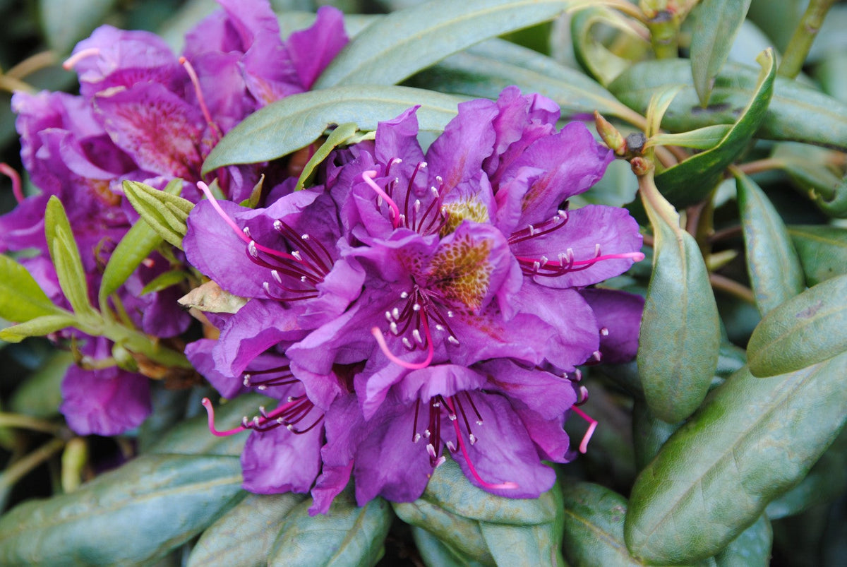 Rhododendron Flower Seeds For Planting Violet Brown