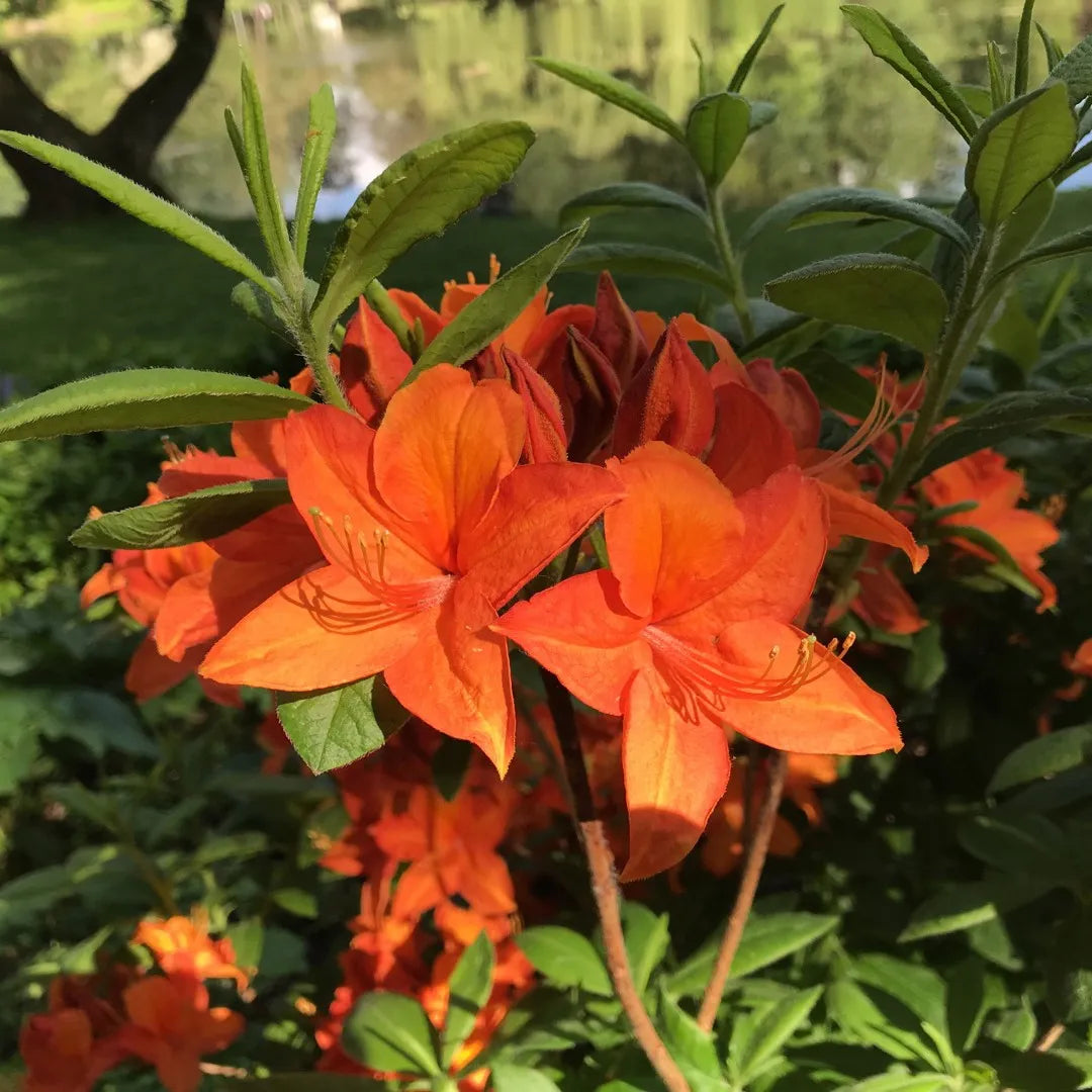 Rhododendron Orange Seeds for Planting