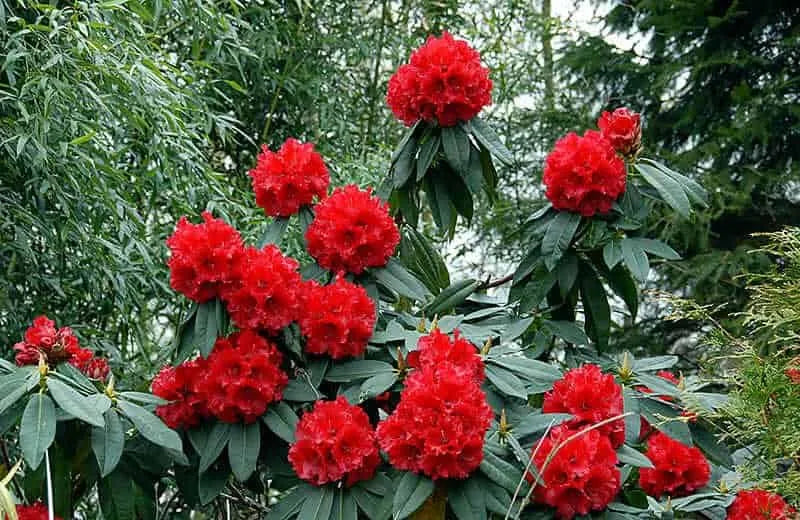 Red Rhododendron Flower seeds for Planting Wildflower Mix, Heirloom & GMO Free Seeds for Home Garden vegetable and garden seeds