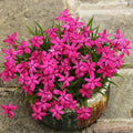 Rhodohypoxis Flower seeds for Planting Hardy Variety, Heirloom & GMO Free Seeds for Home Garden seeds for planting