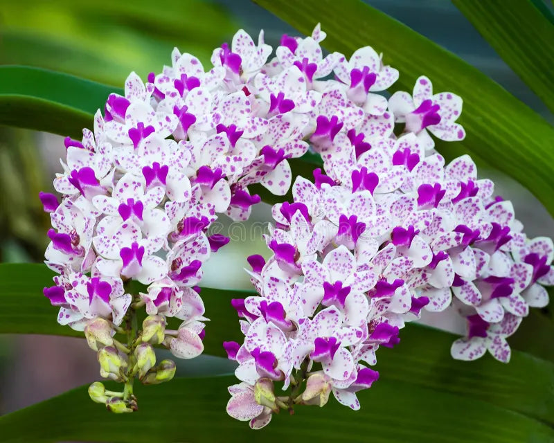 Premium White Violet Cymbidium Flower seeds for Planting Vibrant Colors, Heirloom & GMO Free Seeds for Home Garden seeds