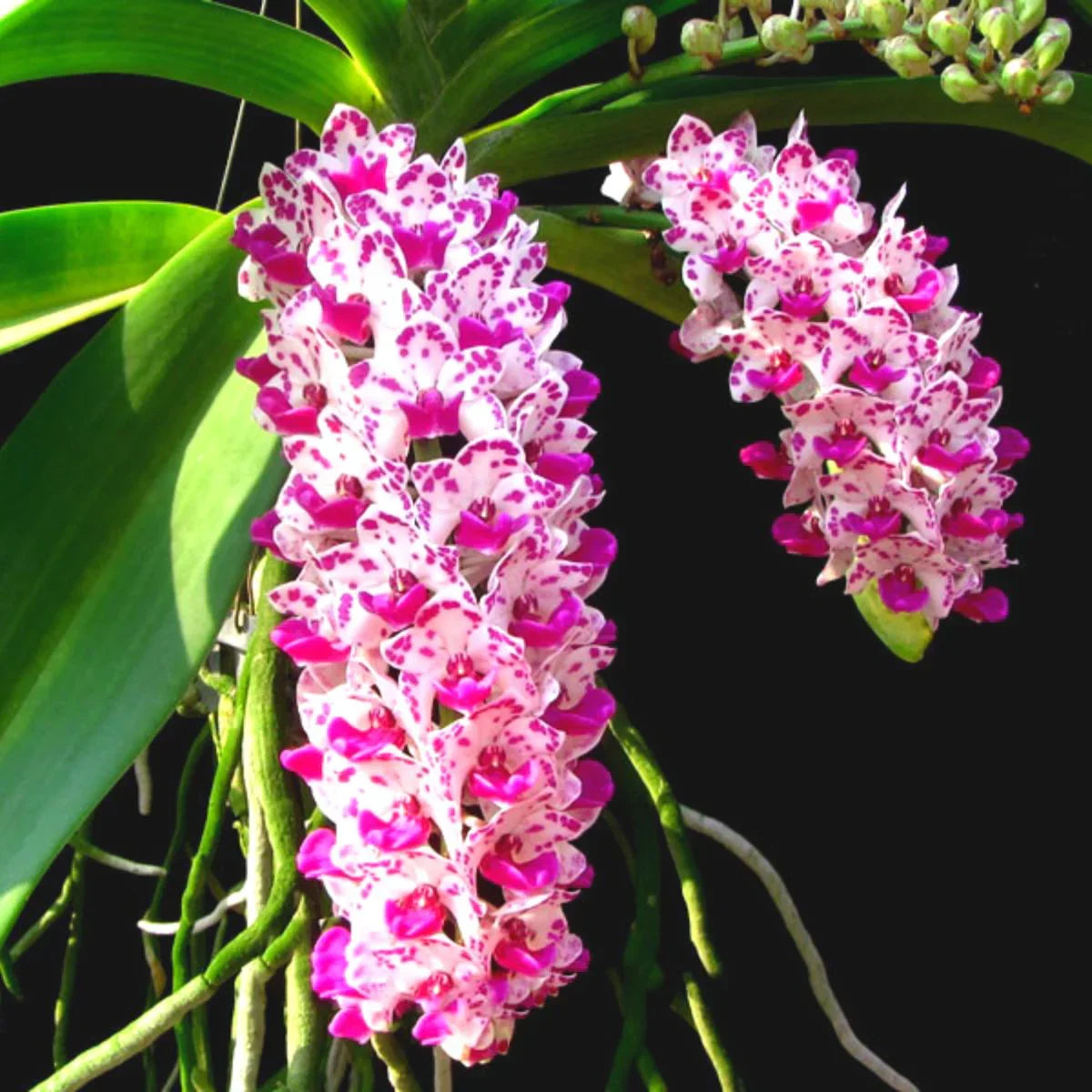 White Violet Cymbidium Flower seeds for Planting Vibrant Colors, Heirloom & GMO Free Seeds for Home Garden vegetable and garden seeds