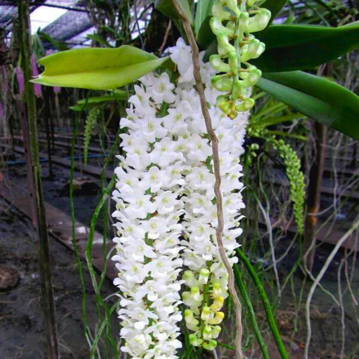 Rhynchostylis Retusa Alba Flower seeds for Planting Premium Quality Heirloom & GMO Free Seeds for Home Garden
