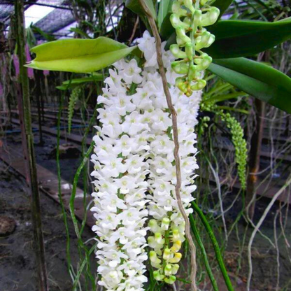 Rhynchostylis Retusa Alba Flower seeds for Planting Premium Quality Heirloom & GMO Free Seeds for Home Garden
