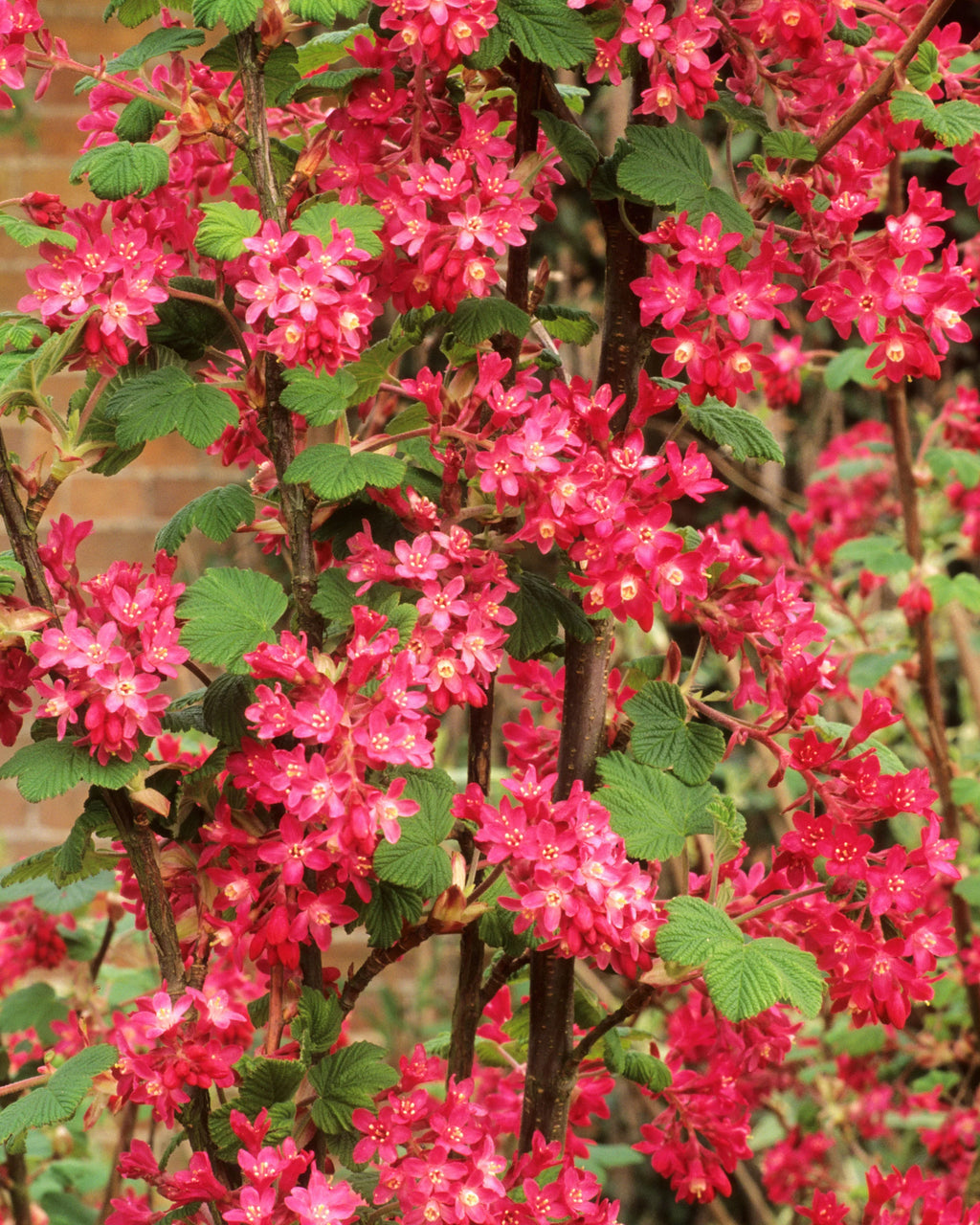 High quality Pink Ribes Sanguineum Flower seeds for Planting Perfect for Borders, Heirloom & GMO Free Seeds for Home Garden seeds pack