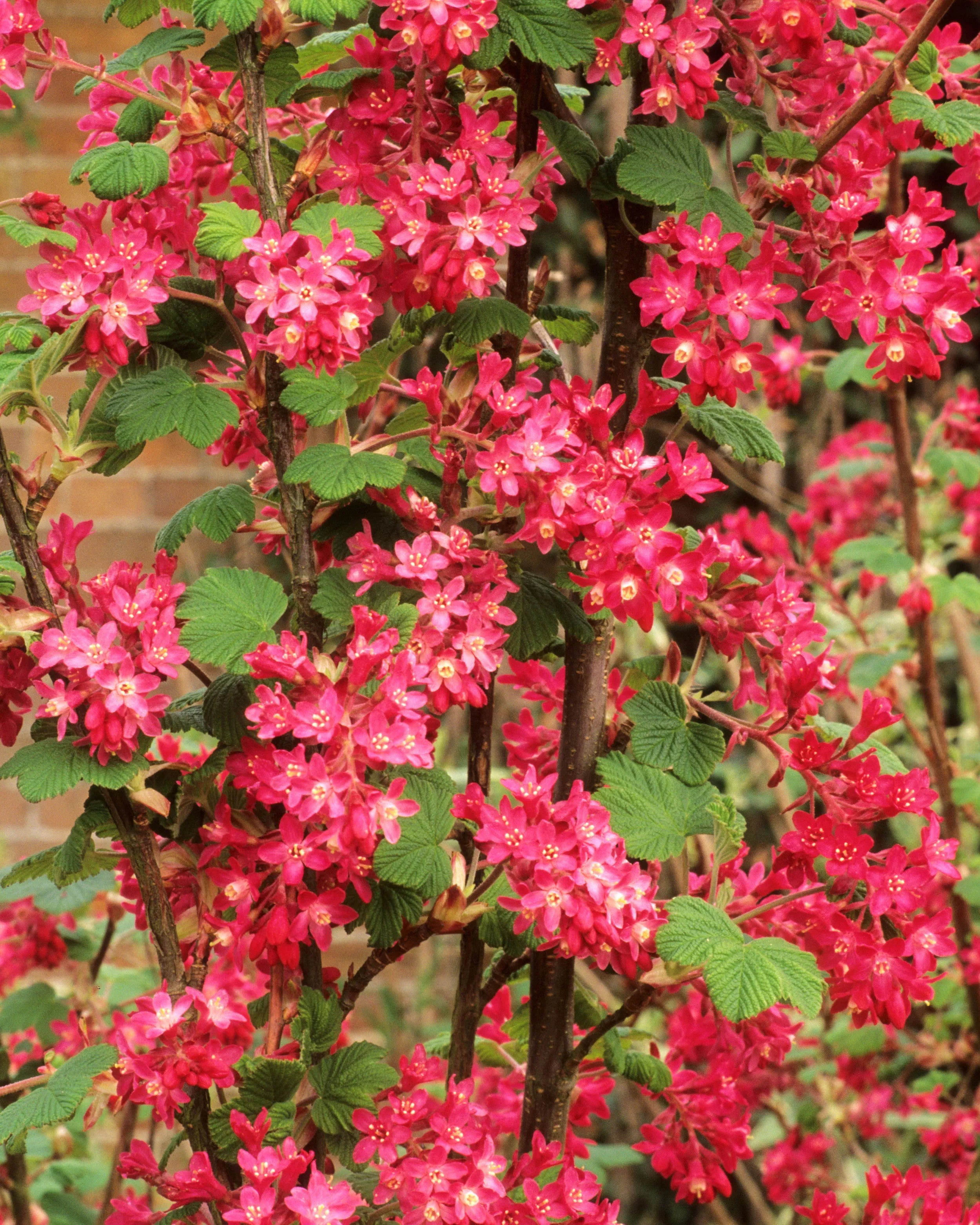 High quality Pink Ribes Sanguineum Flower seeds for Planting Perfect for Borders, Heirloom & GMO Free Seeds for Home Garden seeds pack