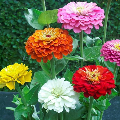 Rich Brown Red Zinnia Flower Seeds for Planting