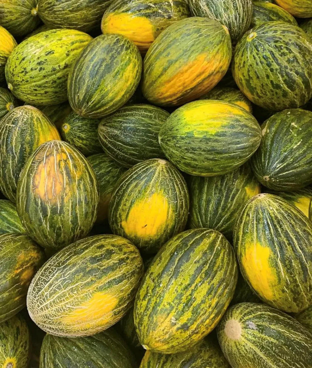 Ripe Green Toadskin melons growing on healthy vines