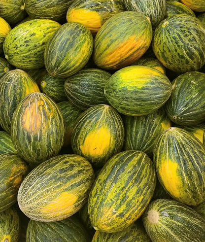 Ripe Green Toadskin melons growing on healthy vines