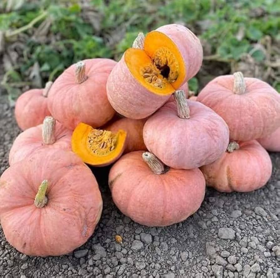 Ripe pink pumpkins in the garden