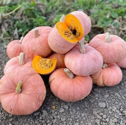 Ripe pink pumpkins in the garden
