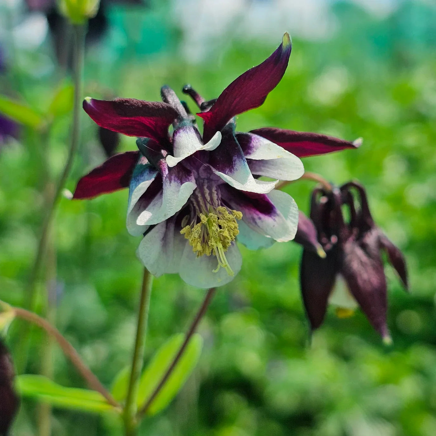 Purple White William Guiness Flower seeds for Planting Compact Growth, Heirloom & GMO Free Seeds for Home Garden vegetable and garden seeds