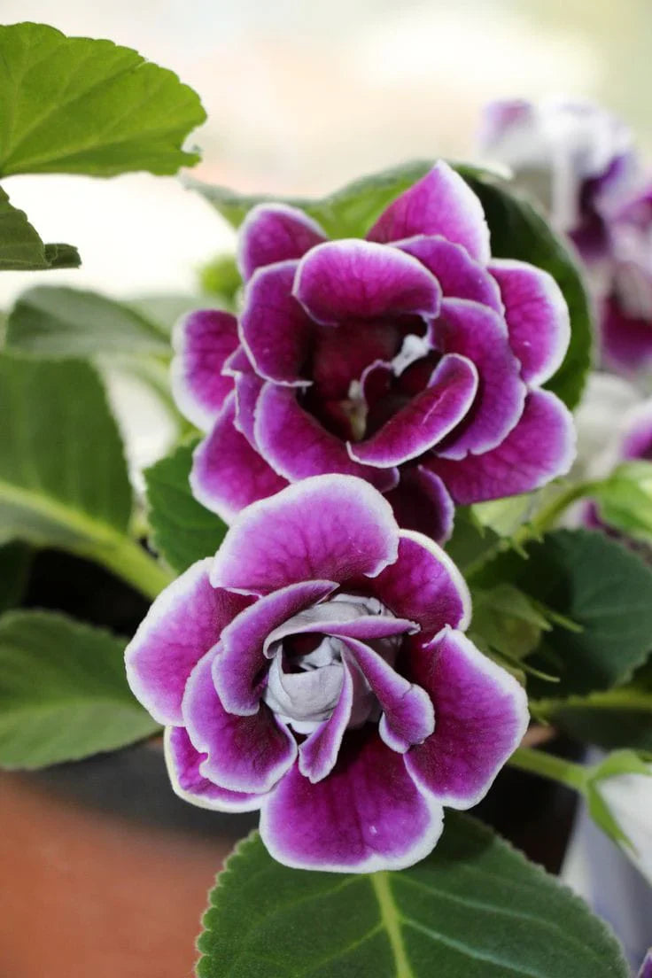 Purple Gloxinia Flower seeds for Planting Premium Quality, Heirloom & GMO Free Seeds for Home Garden vegetable and garden seeds