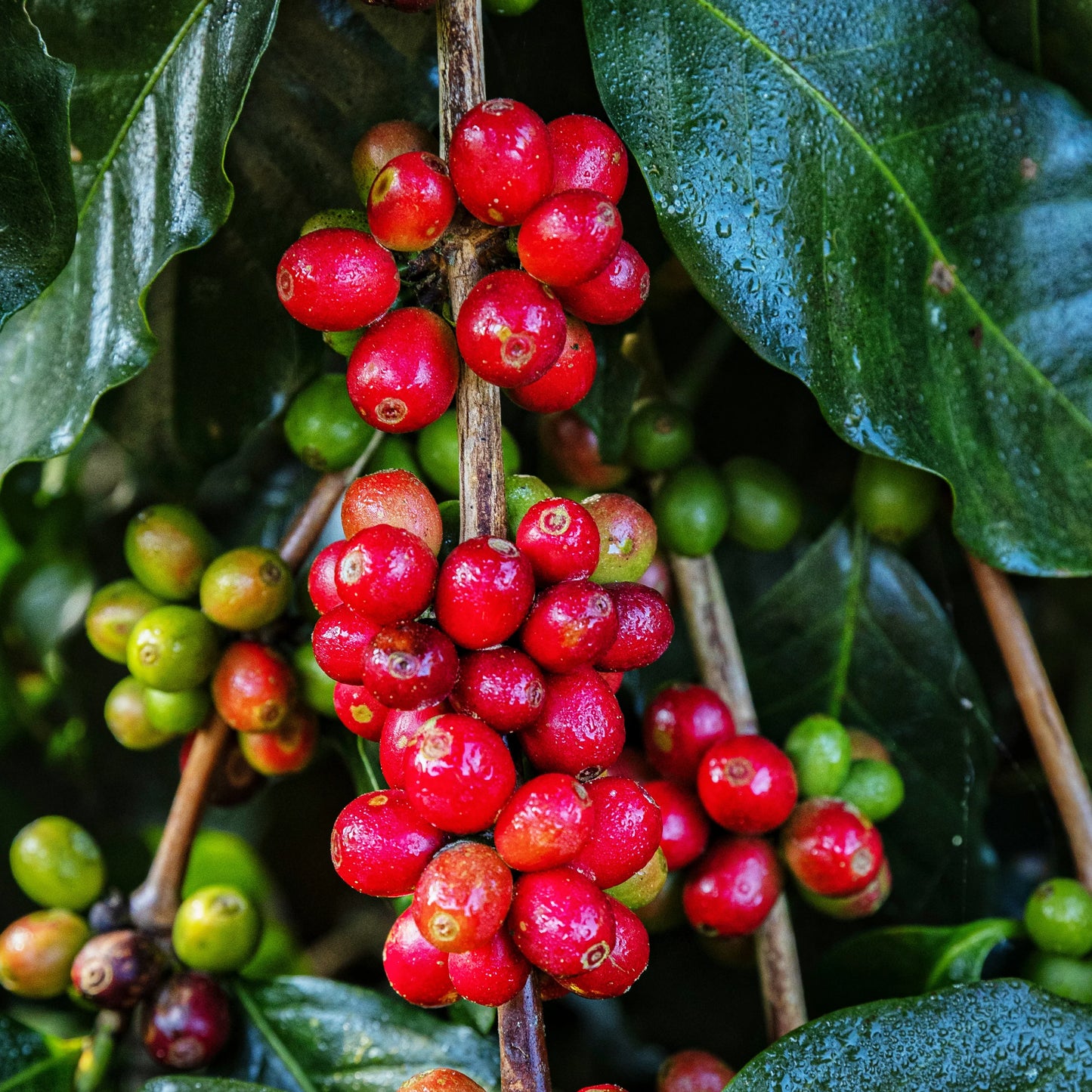 Arabica Coffee Tree (Coffea arabica) Shrub Seeds – Grow Your Own Coffee!
