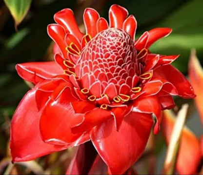 Torch Ginger Flower seeds for Planting Perfect for Borders Heirloom & GMO Free Seeds for Home Garden