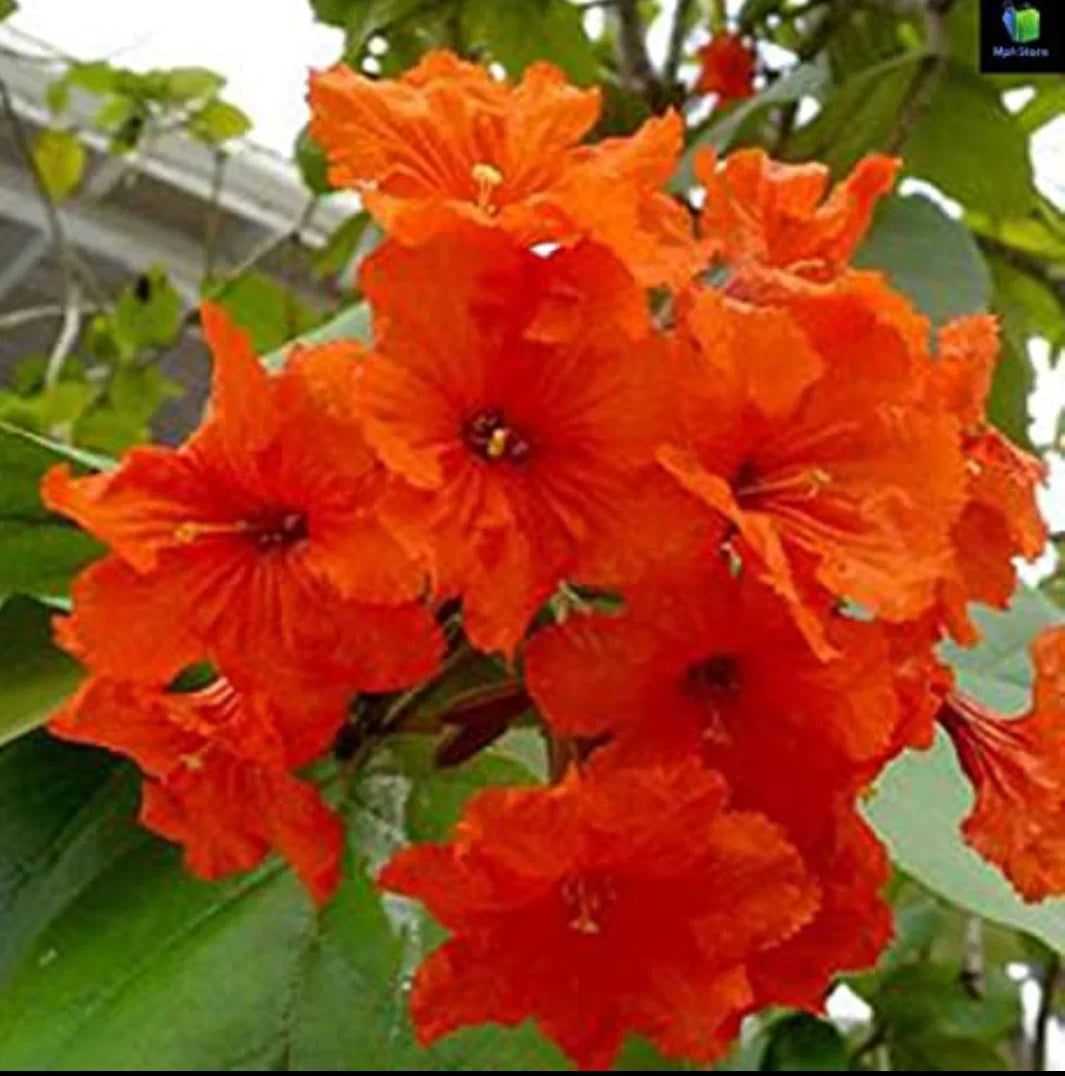 Orange Cordia Sebestena Flower seeds for Planting Long Bloom Season, Heirloom & GMO Free Seeds for Home Garden vegetable and garden seeds