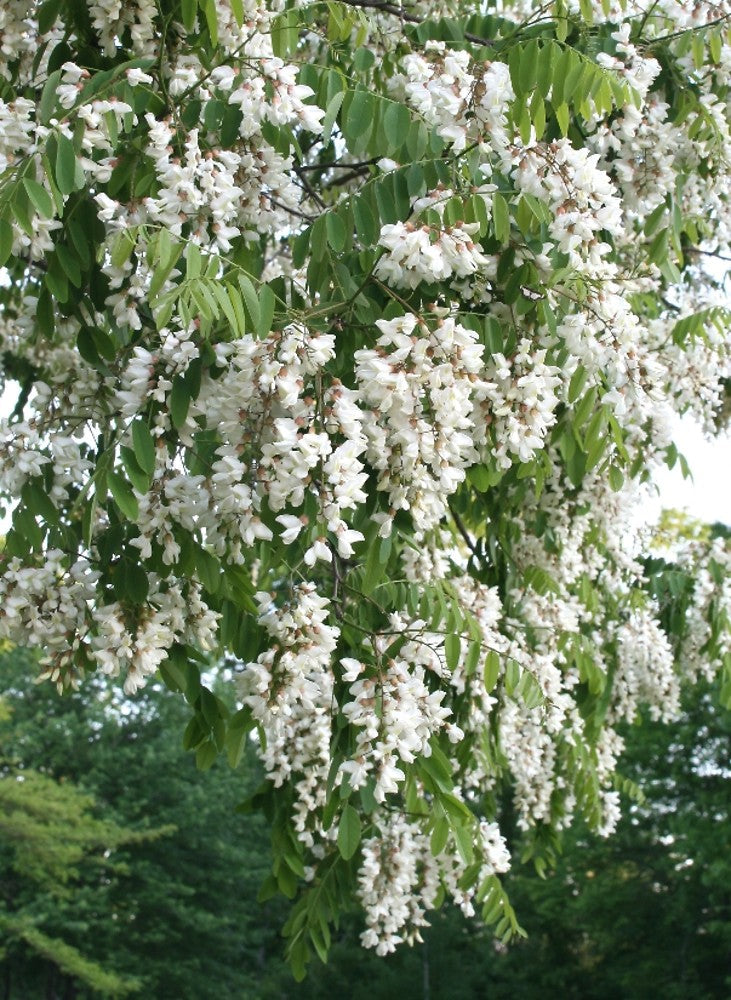 Pseudoacacia Flower seeds for Planting Cottage Garden Essential Heirloom & GMO Free Seeds for Home Garden