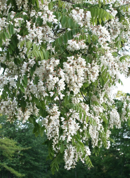 Pseudoacacia Flower seeds for Planting Cottage Garden Essential Heirloom & GMO Free Seeds for Home Garden