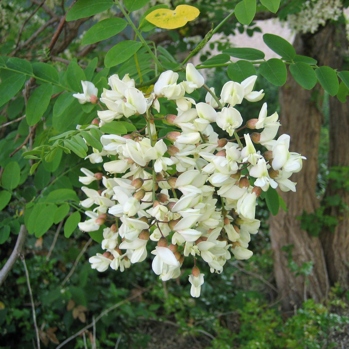 High quality Robinia Flower seeds for Planting Long Bloom Season, Heirloom & GMO Free Seeds for Home Garden seeds pack