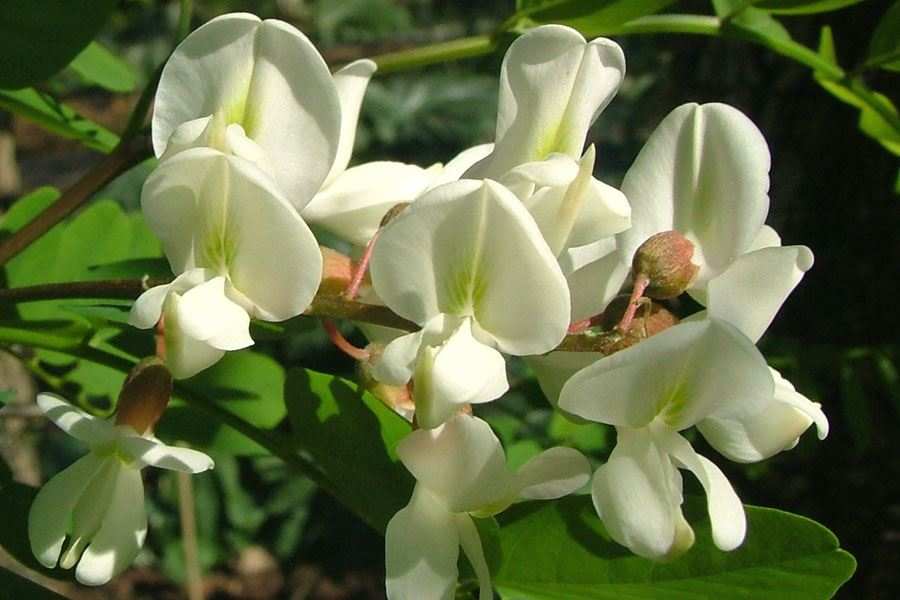 Pseudoacacia Flower seeds for Planting Cottage Garden Essential Heirloom & GMO Free Seeds for Home Garden