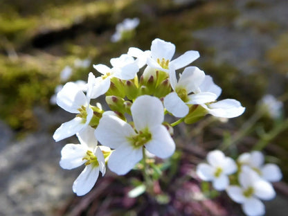 White Rock Cress growing along garden borders