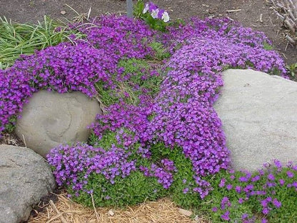 Violet Rock Cress growing along a garden border