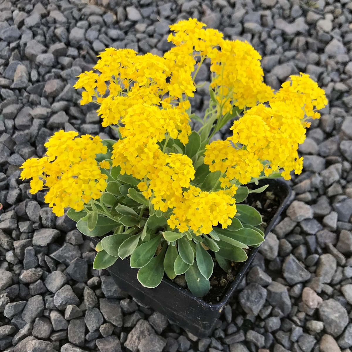 Rock Cress Flower Seeds Lemon Yellow