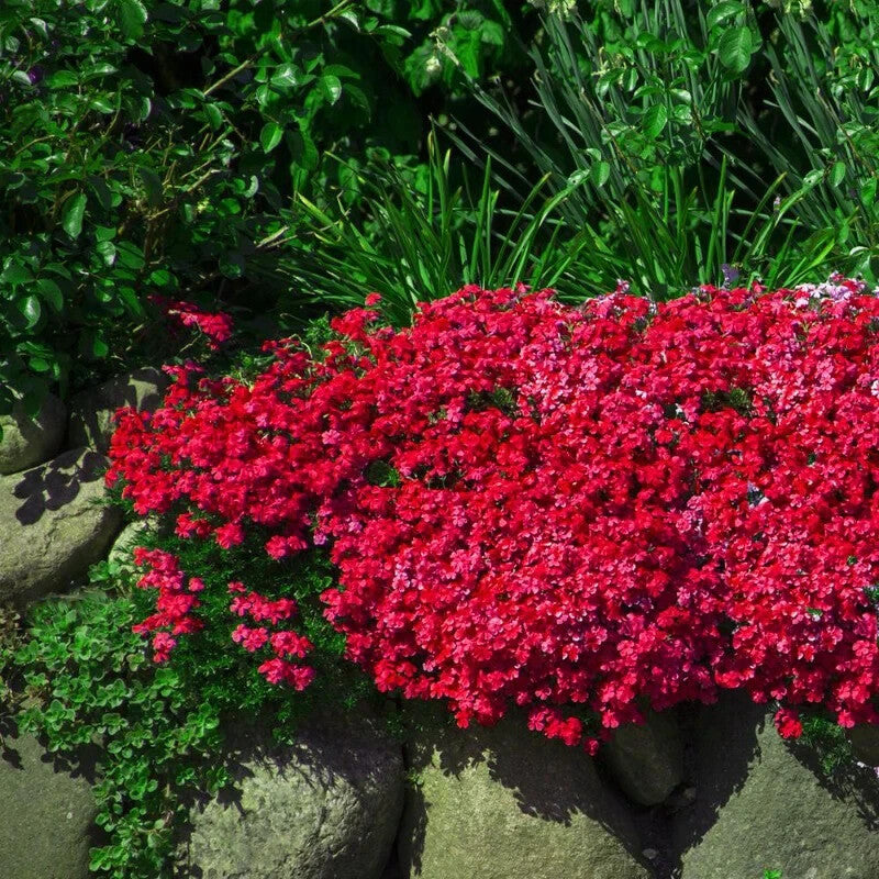 Rock Cress in rock garden planting