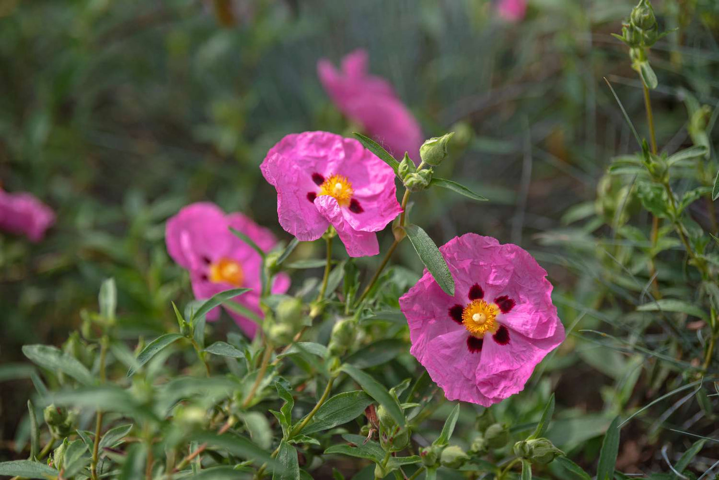 Rock Rose Flower seeds for Planting Pollinator Friendly Heirloom & GMO Free Seeds for Home Garden