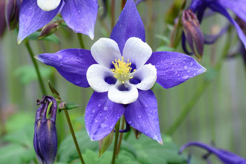 Blue Aquilegia Flower seeds for Planting Compact Growth, Heirloom & GMO Free Seeds for Home Garden seeds for planting