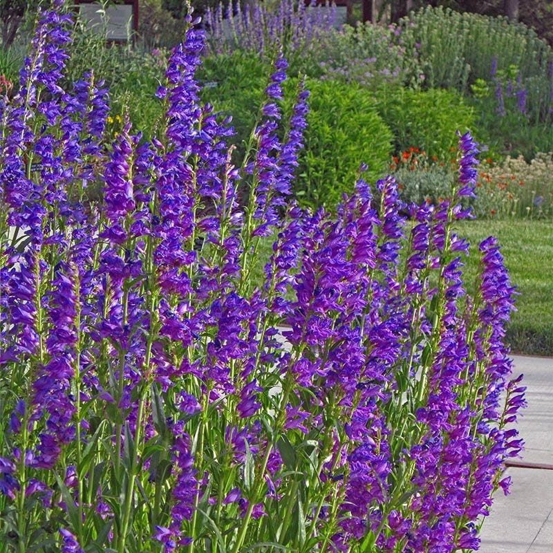 Blue Penstemon Flower seeds for Planting Pollinator Friendly, Heirloom & GMO Free Seeds for Home Garden vegetable and garden seeds