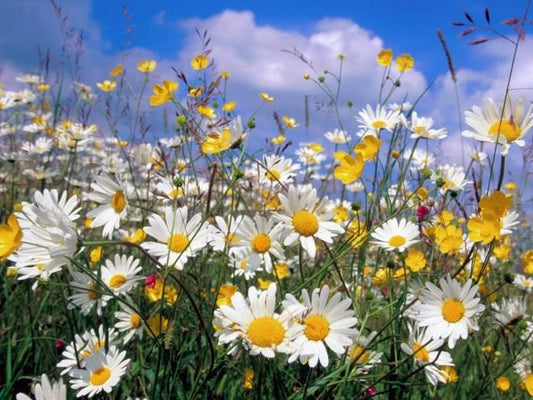 Roman Chamomile Chamaemelum nobile seeds for planting