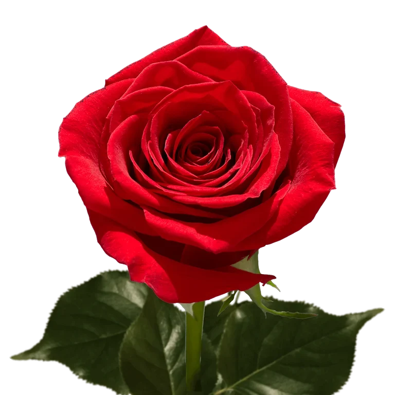Romantic Red Roses in Full Bloom