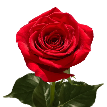 Romantic Red Roses in Full Bloom