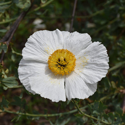 Romneya Coulteri Matilija Poppy Seeds for Planting