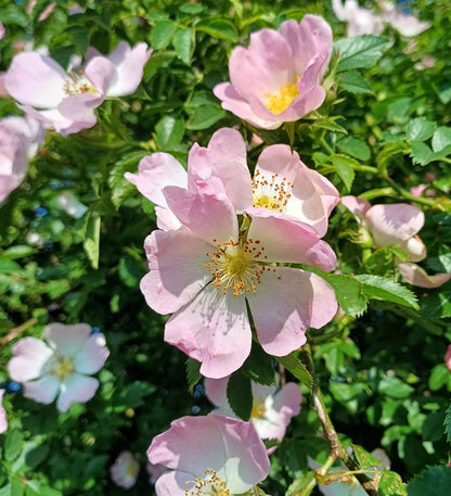Rosa Laxa Flower seeds for Planting Shade Tolerant Heirloom & GMO Free Seeds for Home Garden