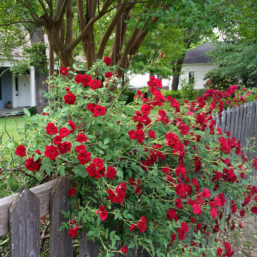 Vibrant Climbing Rose Flower Seeds For Planting Red: Perfect Colorful Gardens
