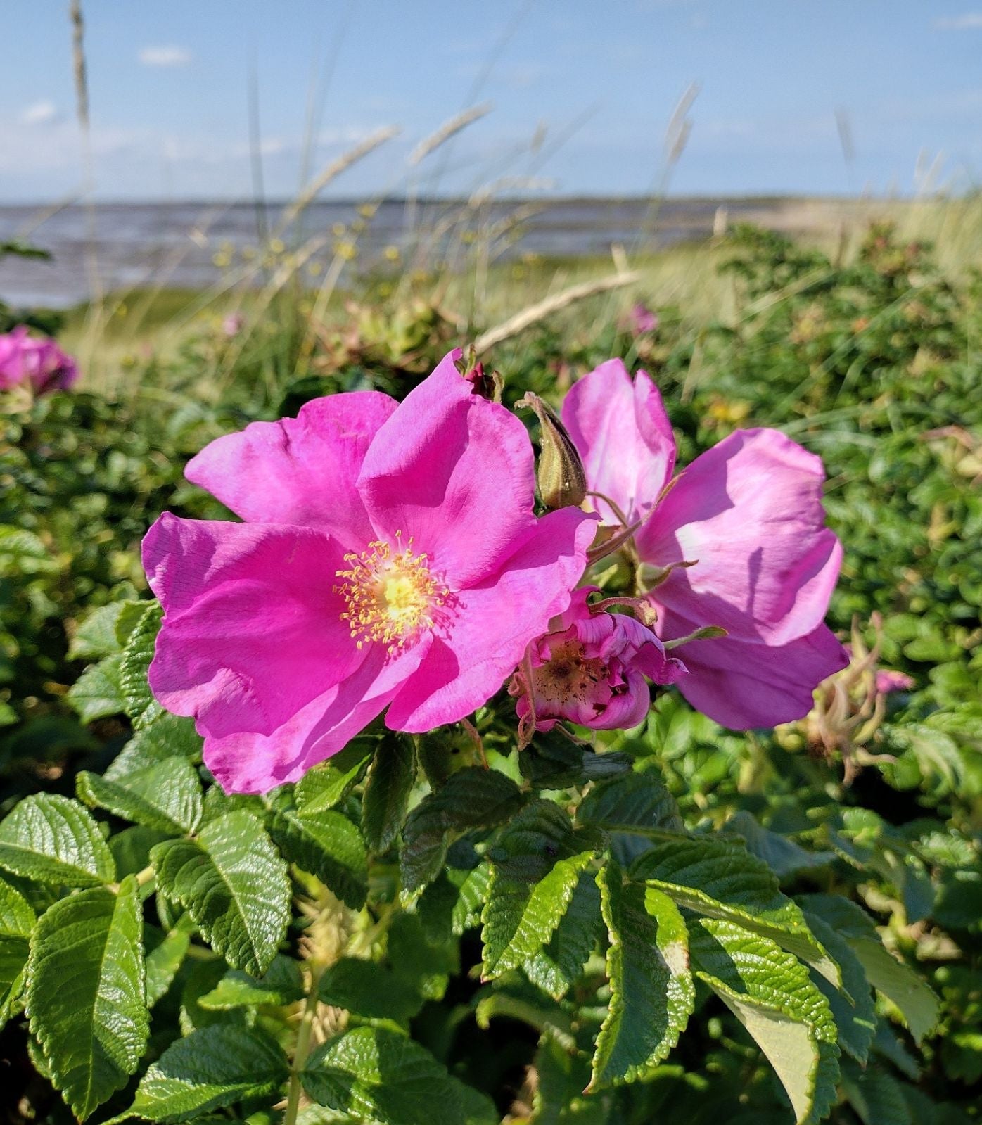 Pink Rugosa Rose Flower seeds for Planting Vibrant Colors, Heirloom & GMO Free Seeds for Home Garden vegetable and garden seeds