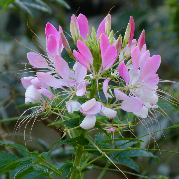 Premium Pink Spiny Spider Flower seeds for Planting Drought Tolerant, Heirloom & GMO Free Seeds for Home Garden seeds