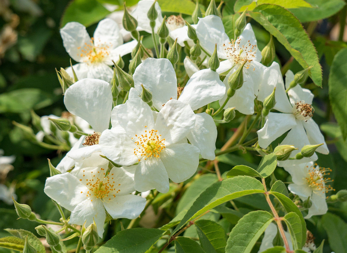 Brunonii Flower seeds for Planting Shade Tolerant Heirloom & GMO Free Seeds for Home Garden