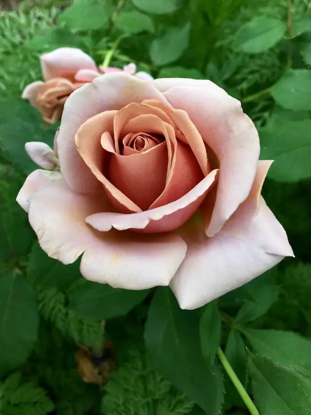 Unique Rose Brown Flowering Seeds For Planting and Gardening vibes vegetable and garden seeds