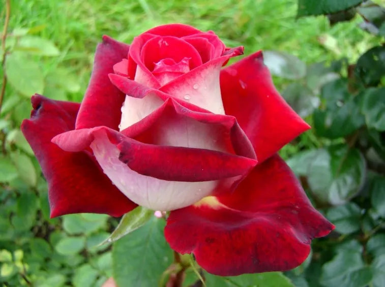 Osiria Rose Flower seeds for Planting Compact Growth Heirloom & GMO Free Seeds for Home Garden