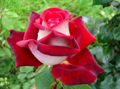 Osiria Rose Flower seeds for Planting Compact Growth Heirloom & GMO Free Seeds for Home Garden